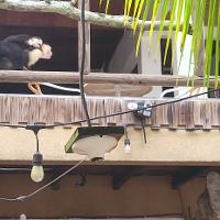 a monkey with a baby monkey on its back on a roof