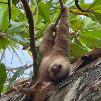 Sloth hanging upside down from a tree branch